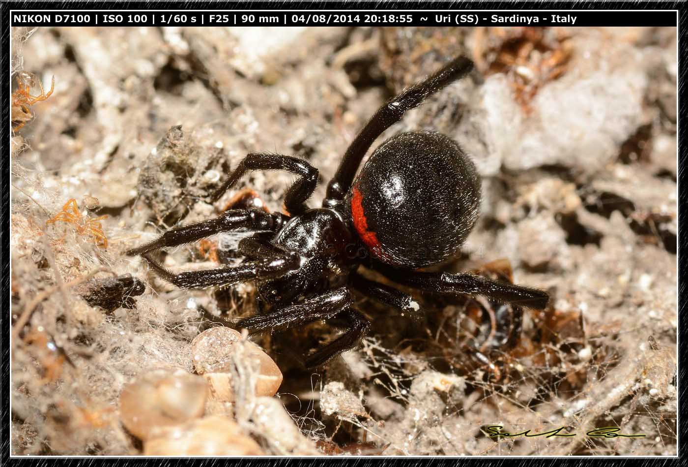 Steatoda paykulliana (Walckenaer, 1805)